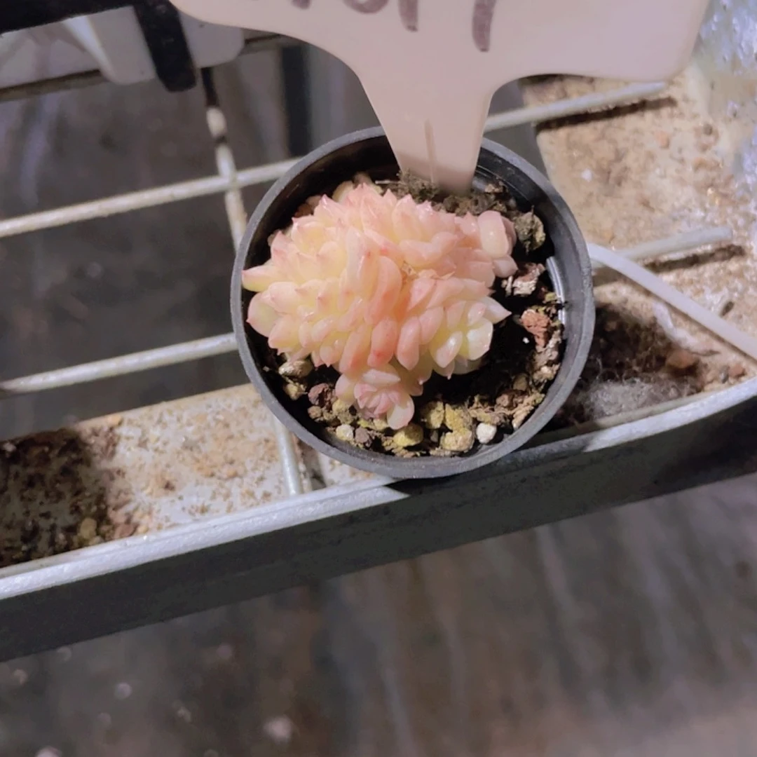 f****卷樱花麦秆w017一物一拍