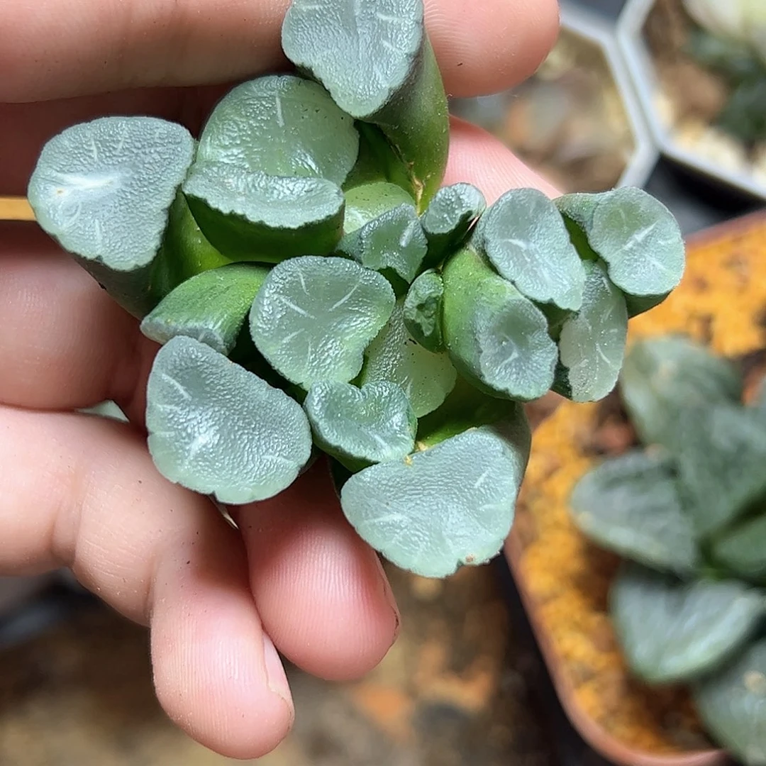 天狼星十二卷多肉植物园