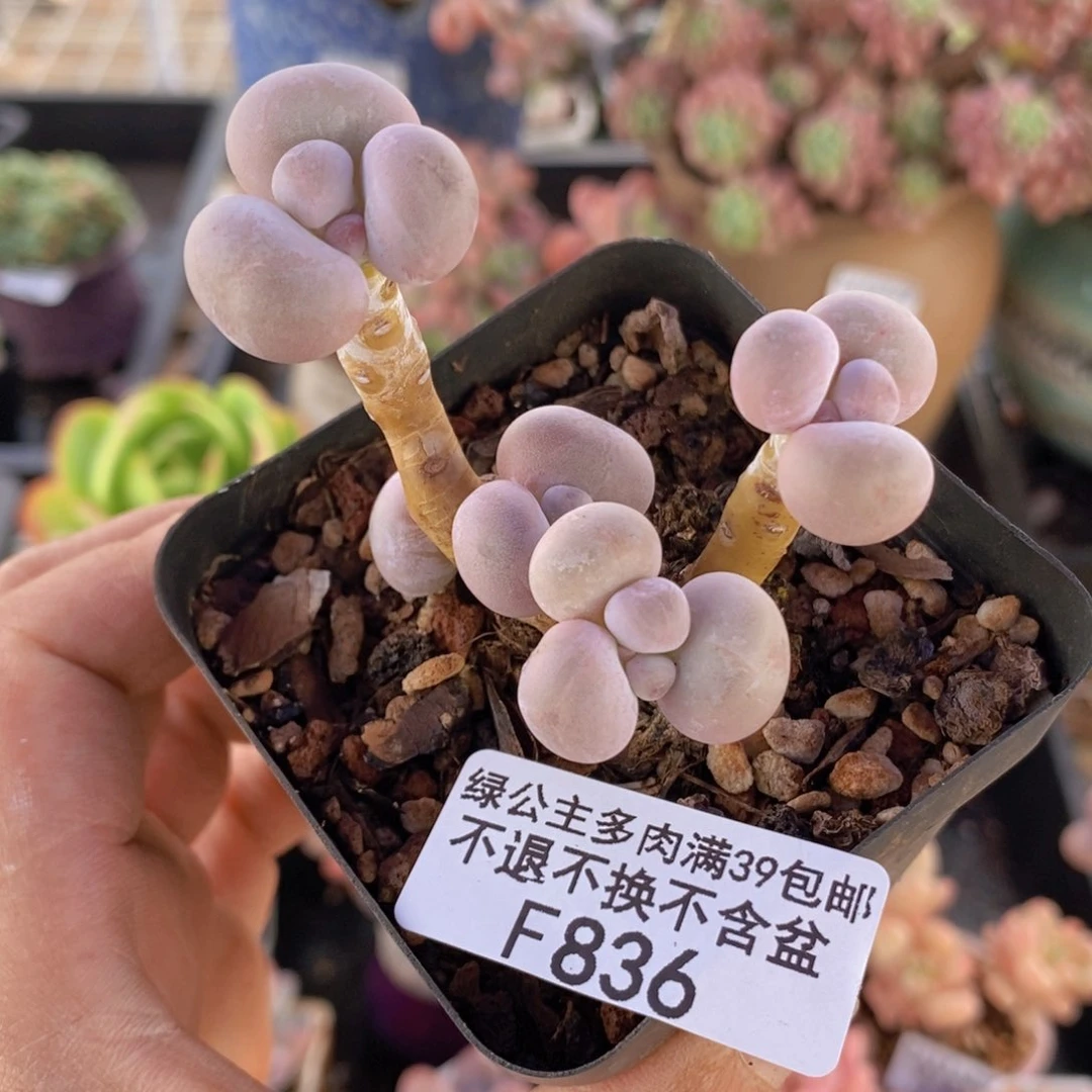 橙奶5cm836多肉植物