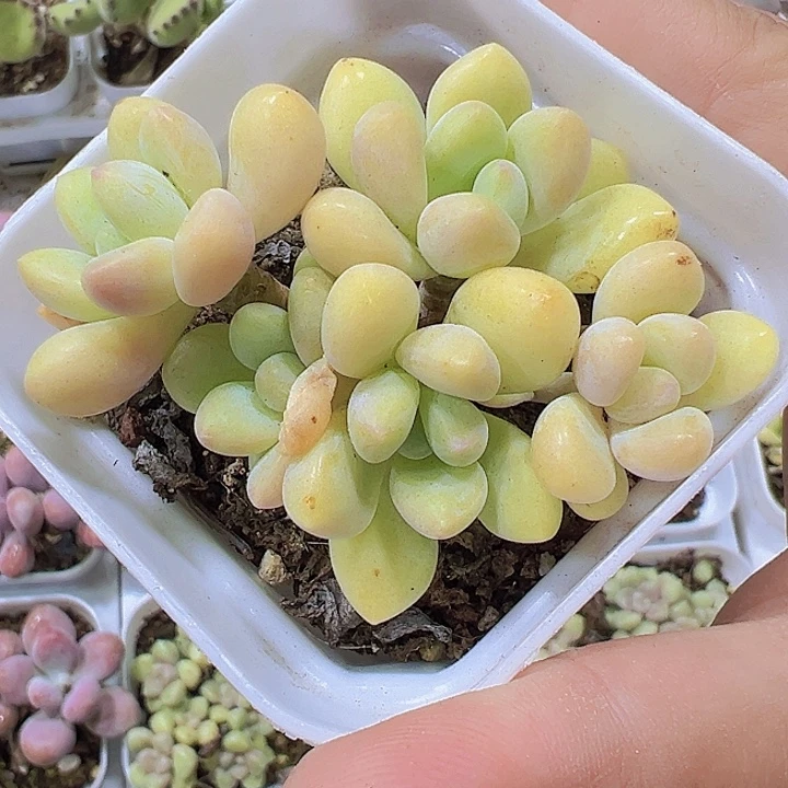 奶酪蛋糕19包邮多肉植物