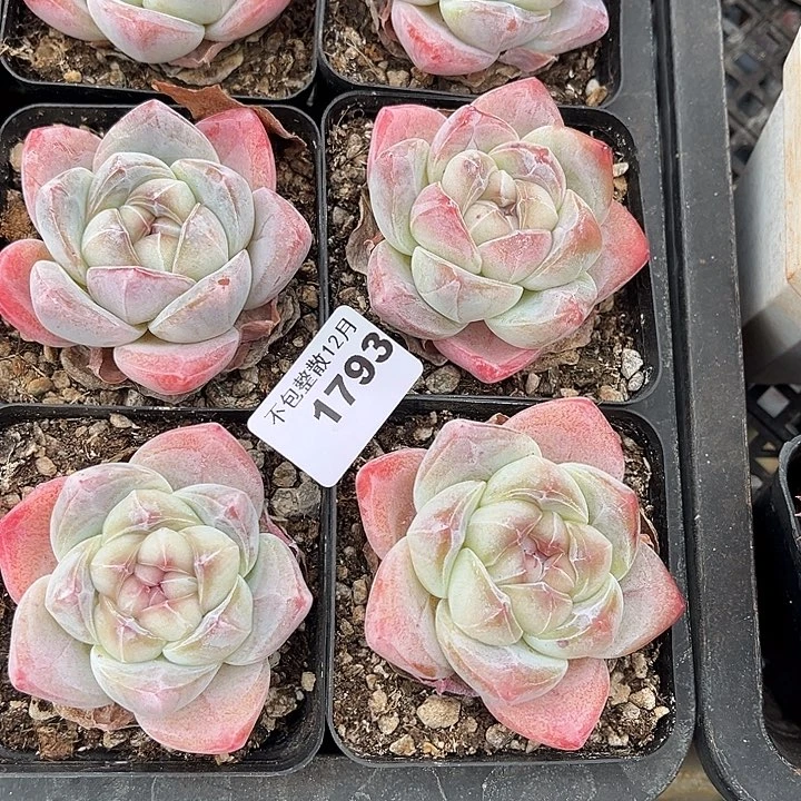 阿雅园艺。     1793