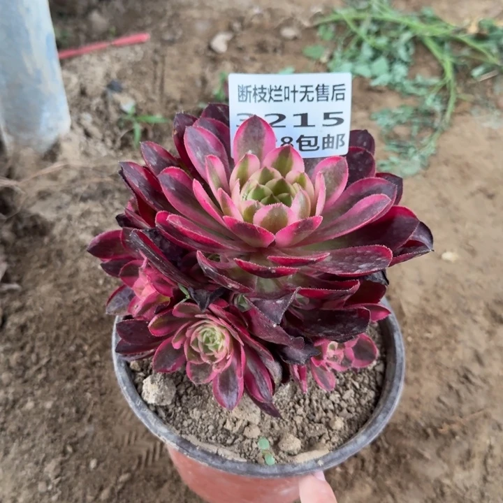 3215二号棚荔枝多肉N