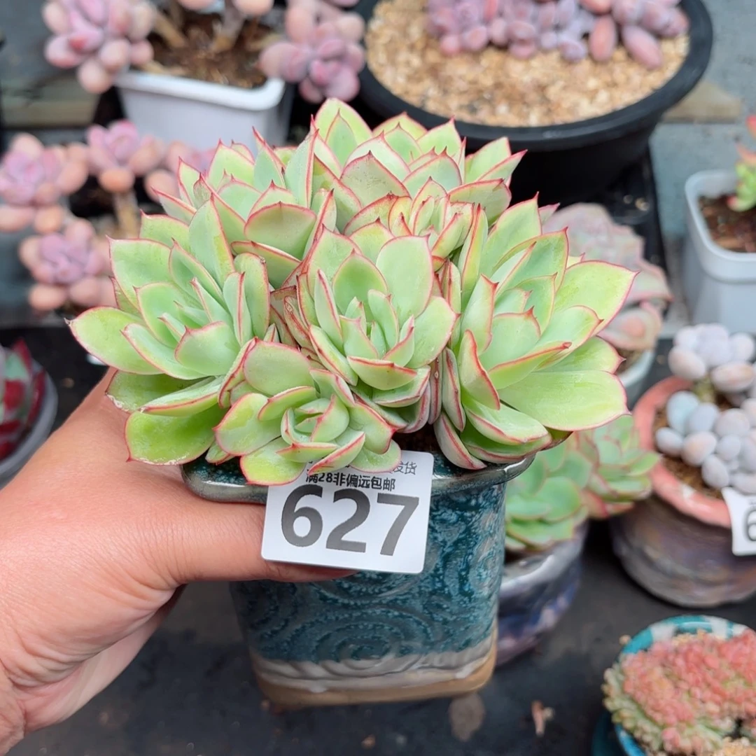 牡丹亭多肉无盆土发货