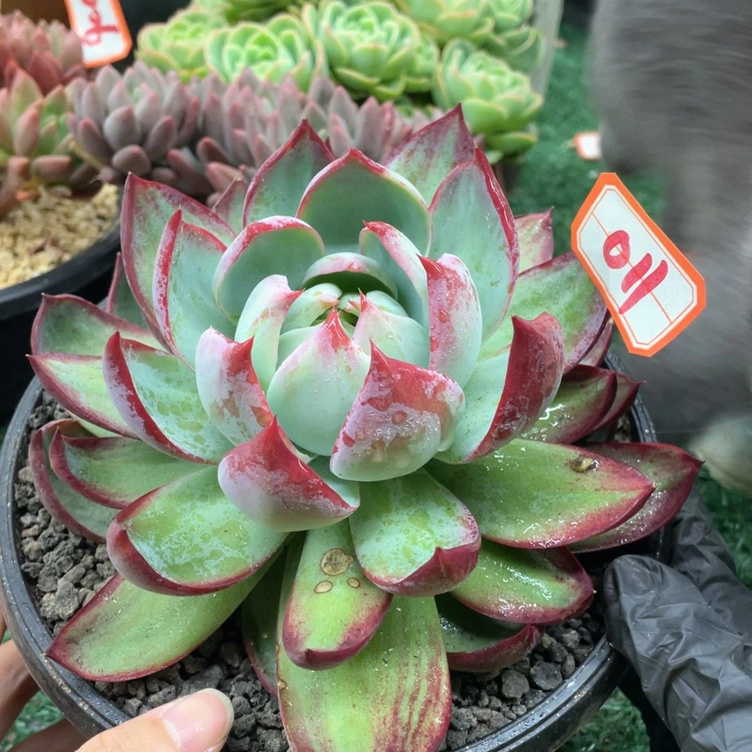 011 一物一拍28包邮非偏远