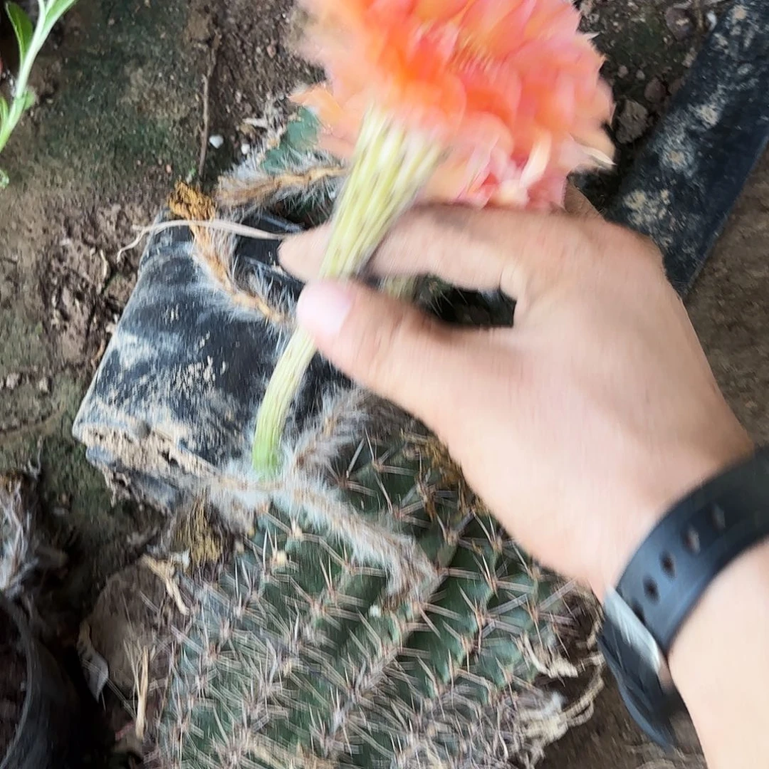 208 带根实生仙人球瑕疵
