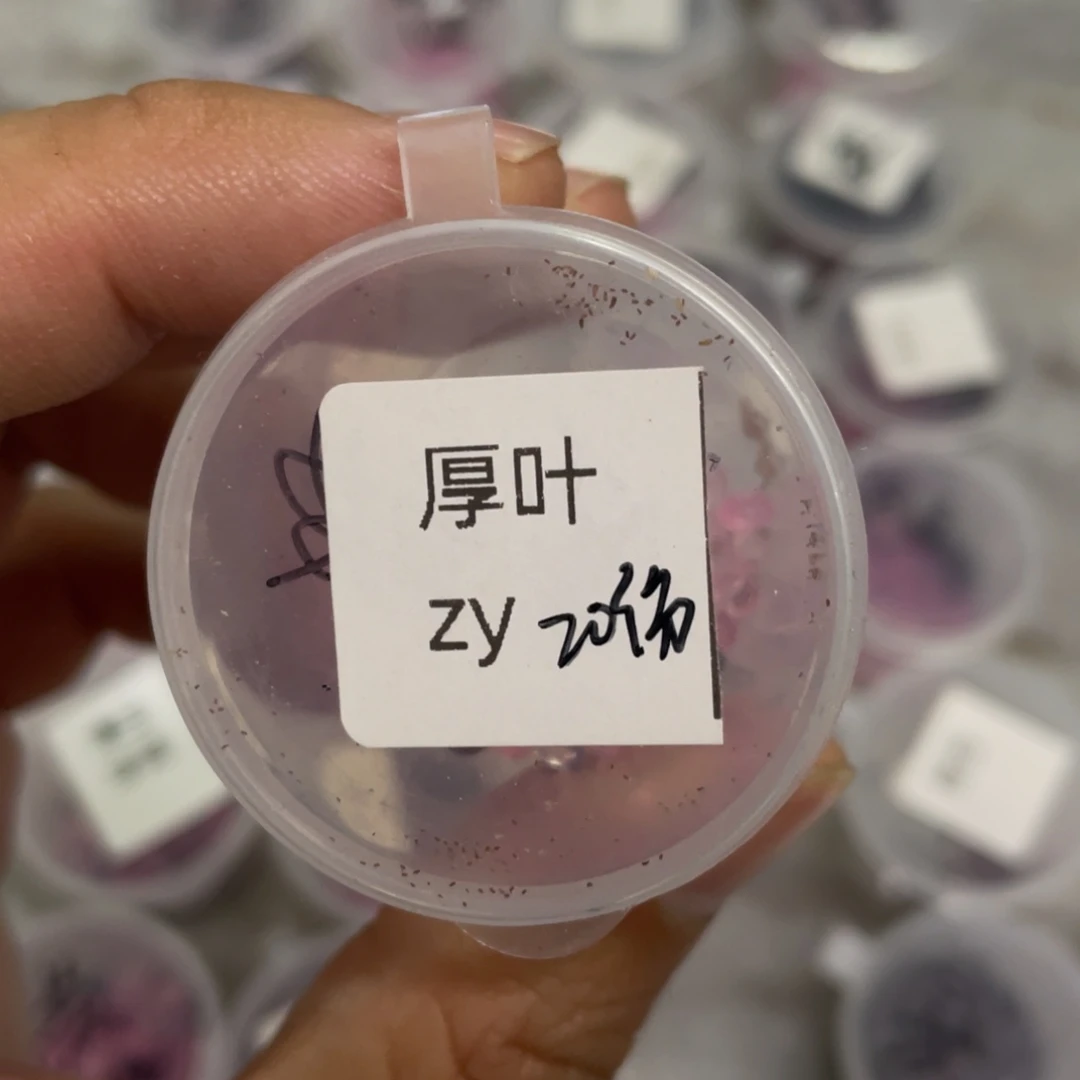 厚叶✖️皱叶20粒，包子蕾丝边