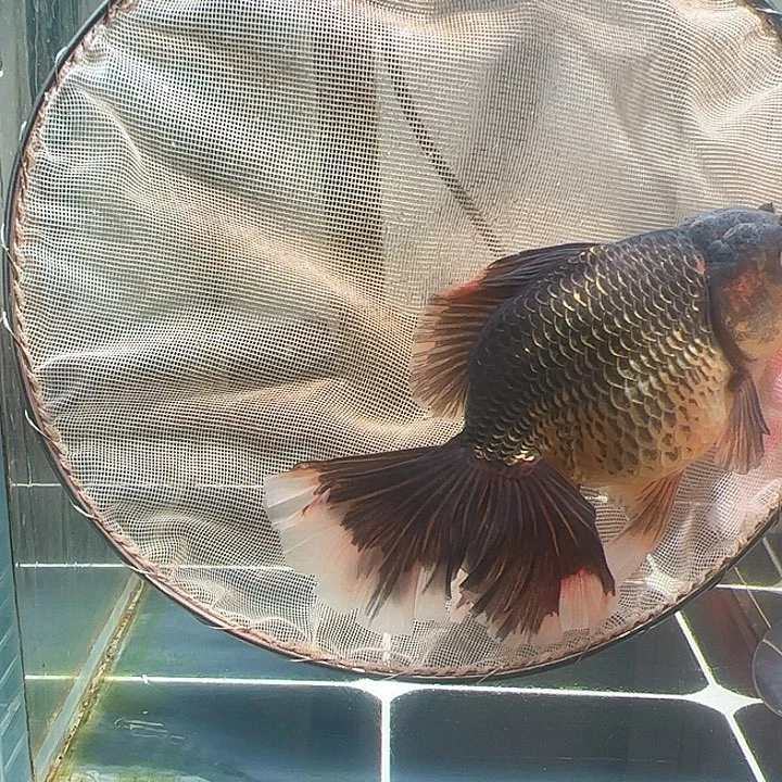 海水鱼百褶泰师亚成31