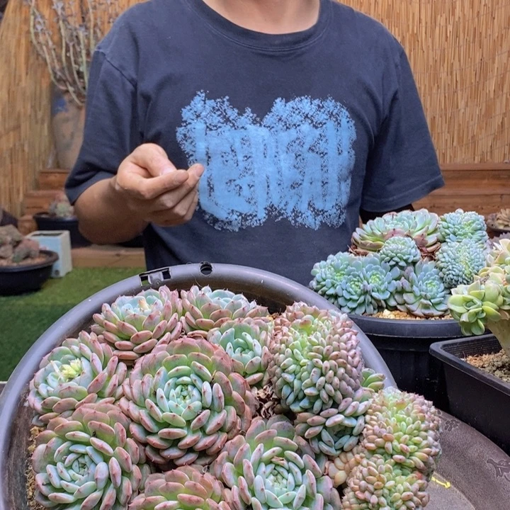 摩***）545号白胖子多肉多肉