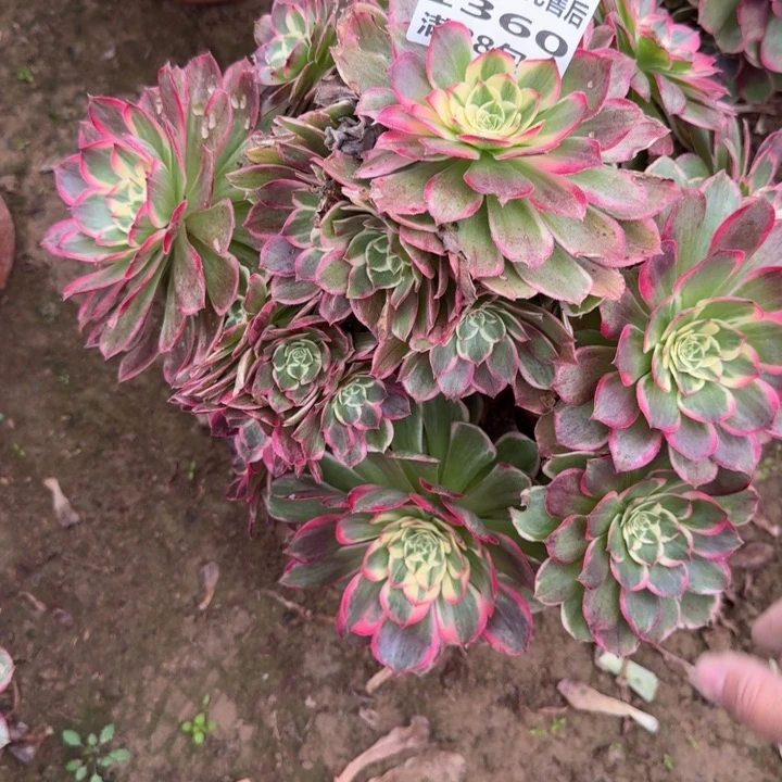 张***1360出的断肢无售后B