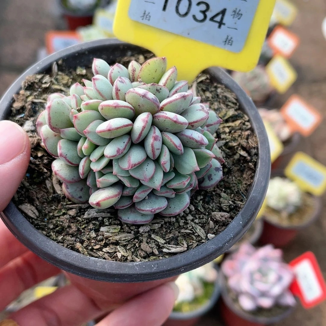 【闪购商品】1034号