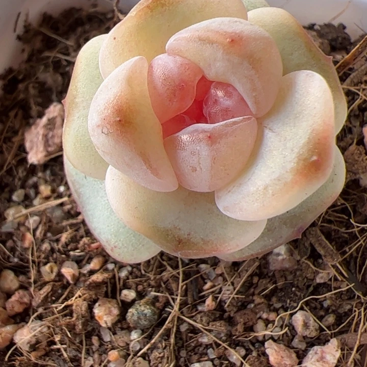 一物一拍，精品糖心