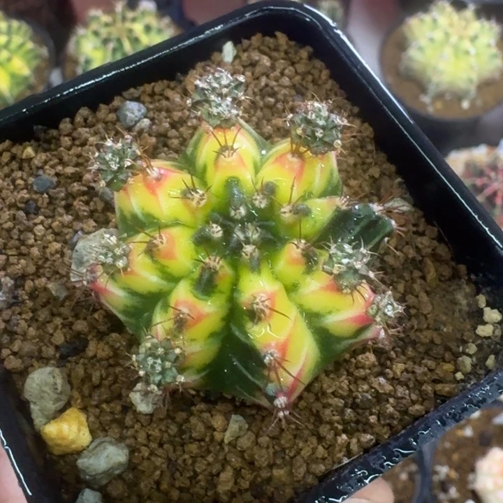 好彩米哈锦福利漏