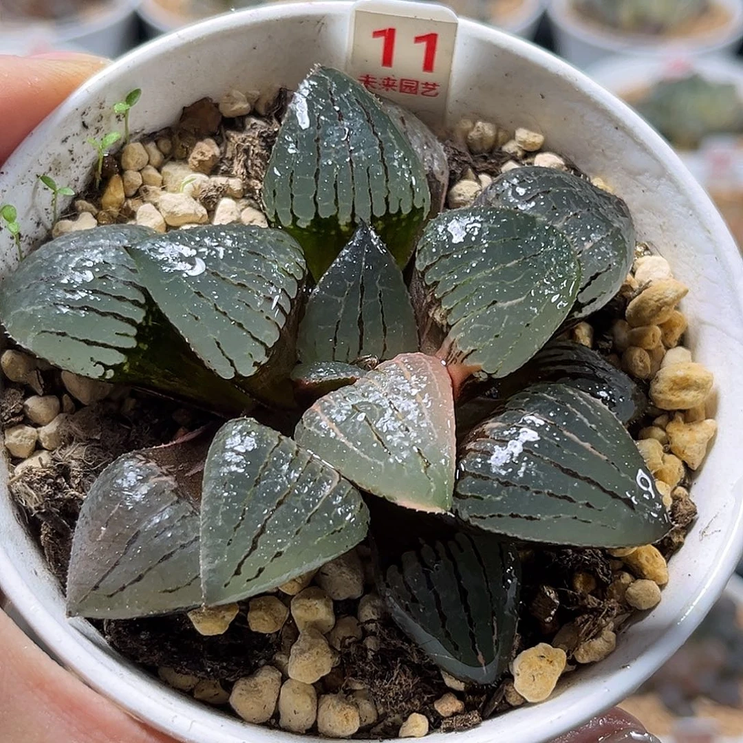 11亲之姬存寿锦一物一图