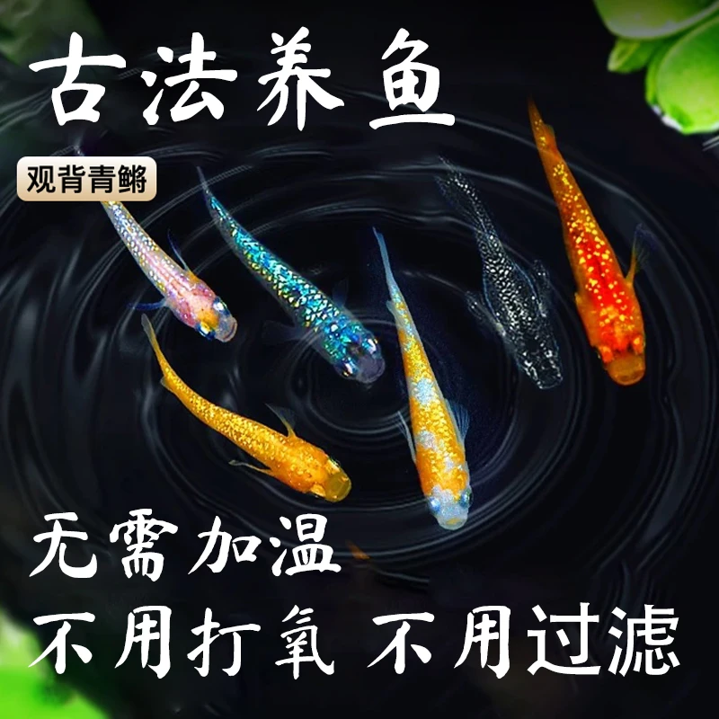 精品观背青鱂鱼送饲料 青鱂鱼星光鱼卵 不打氧冷水鱼小型鱼观赏鱼