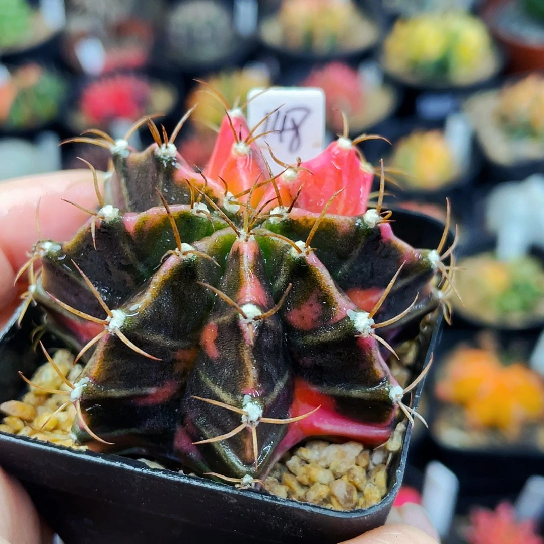 非偏远地区满25元包邮仙人球