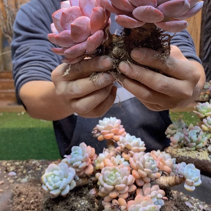 珍***绒414号橙子多肉植物