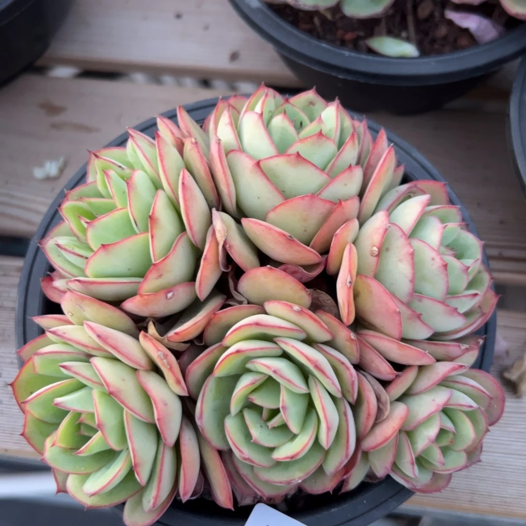 574 多肉植物组合盆栽
