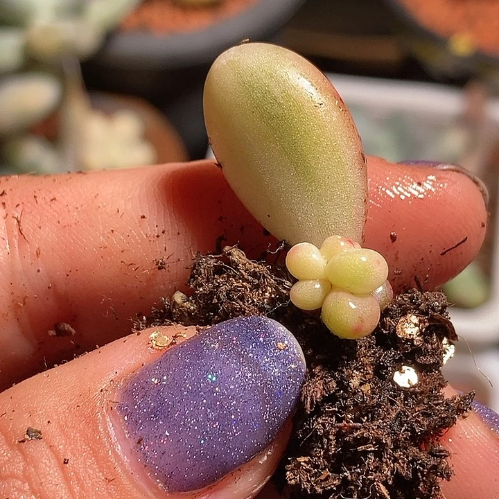 奶酪锦多肉植物多肉