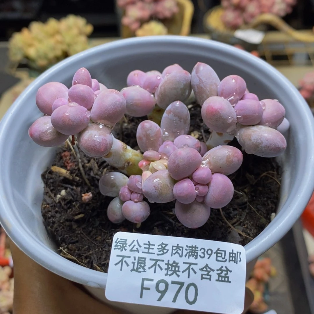 970香水手指奶多肉7c m