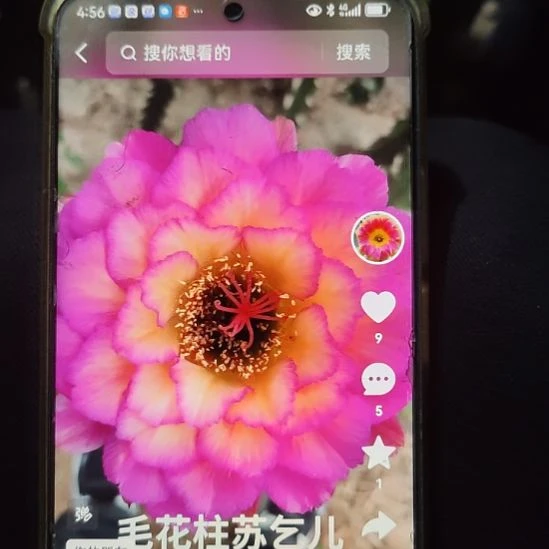 仙人球毛花柱苏乞儿侧芽