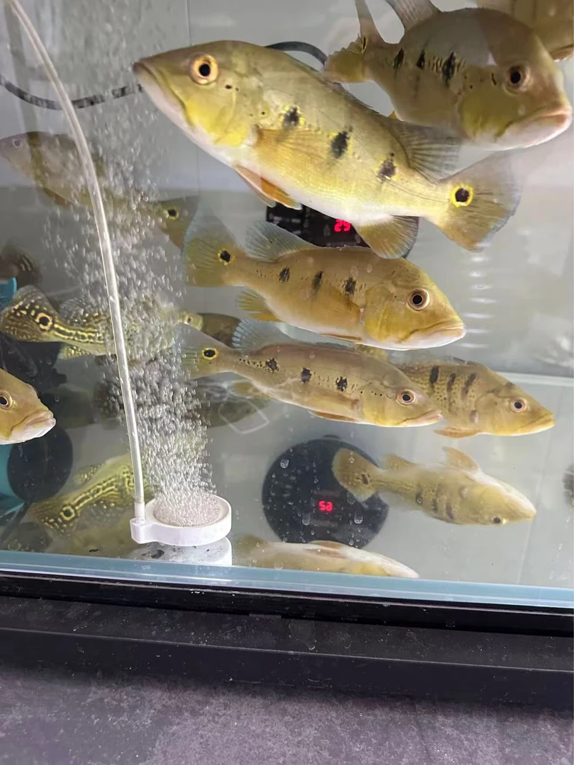 蓝帆眼斑三间鱼大型热带鱼龙虎配鱼