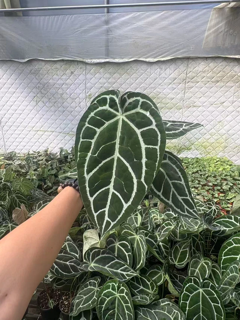 大叶水晶水晶花烛网红绿植盆栽室内阳台观叶好养
