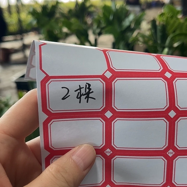 一***李当前无花朵，栽培后可花朵复色异类 雅思