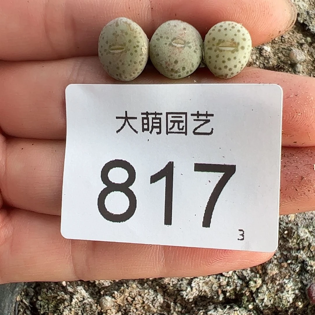 0000817量拍1452.65火龙果安贞3颗