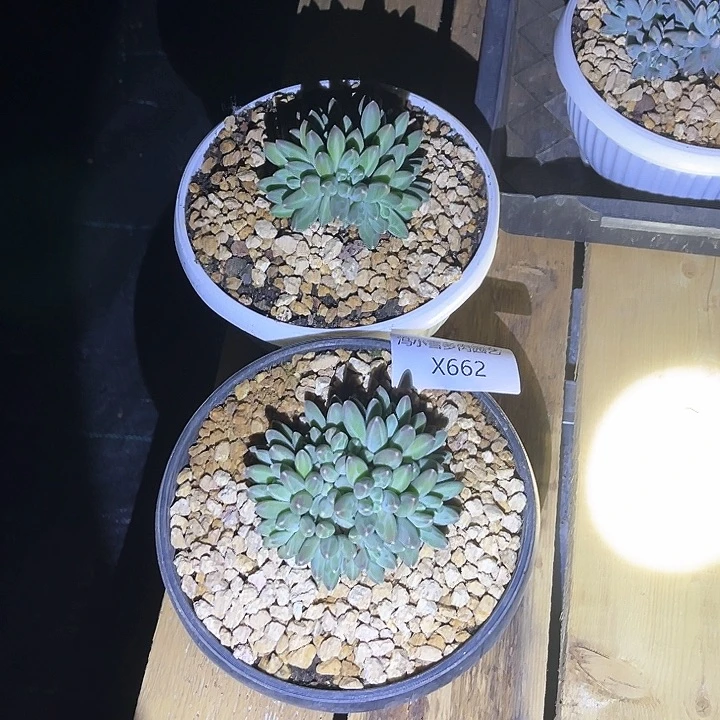 蜜**兔我是你的小可爱啊我的小可爱啊