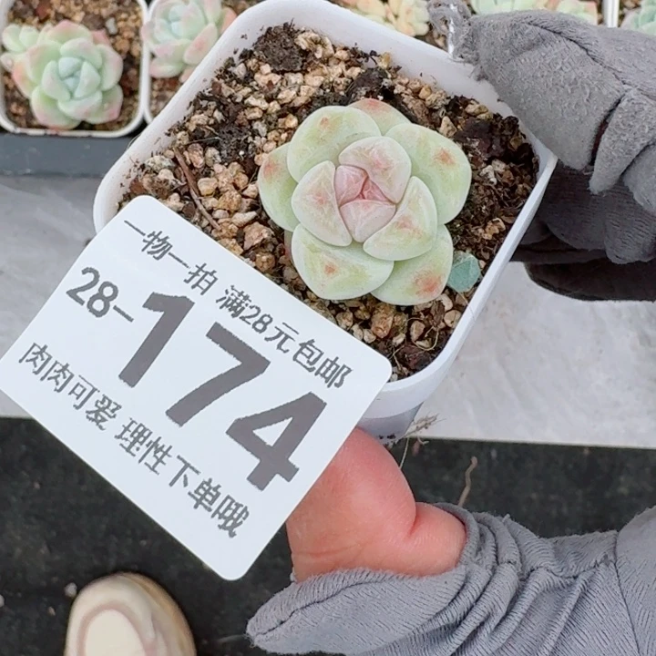 ****꒱冰玉无盆土发货多肉无
