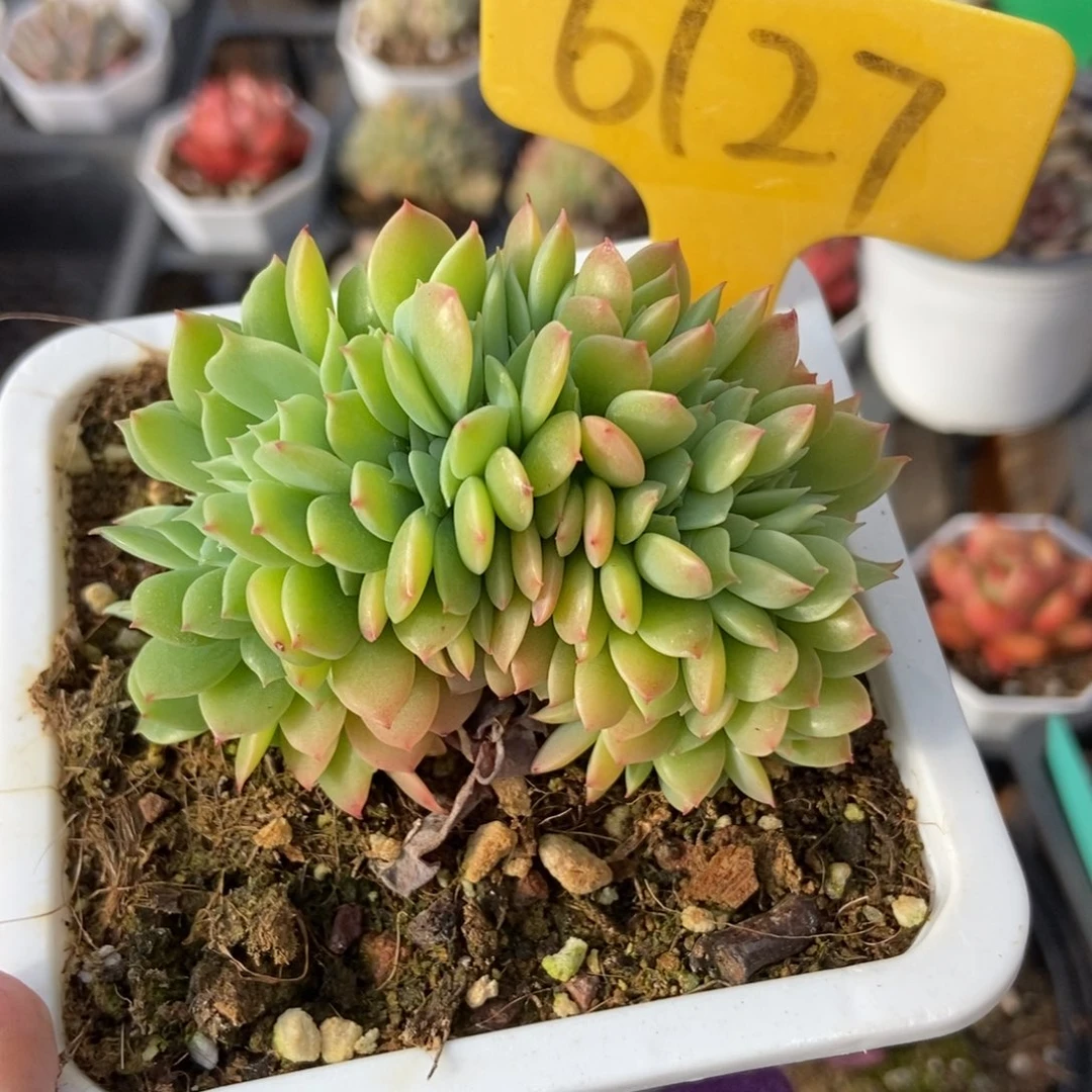 6127多肉植物保护研究所