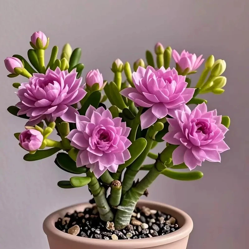 【香水味】新品紫月寒多肉种球驱蚊虫四季种植重瓣大花浓香花卉盆栽