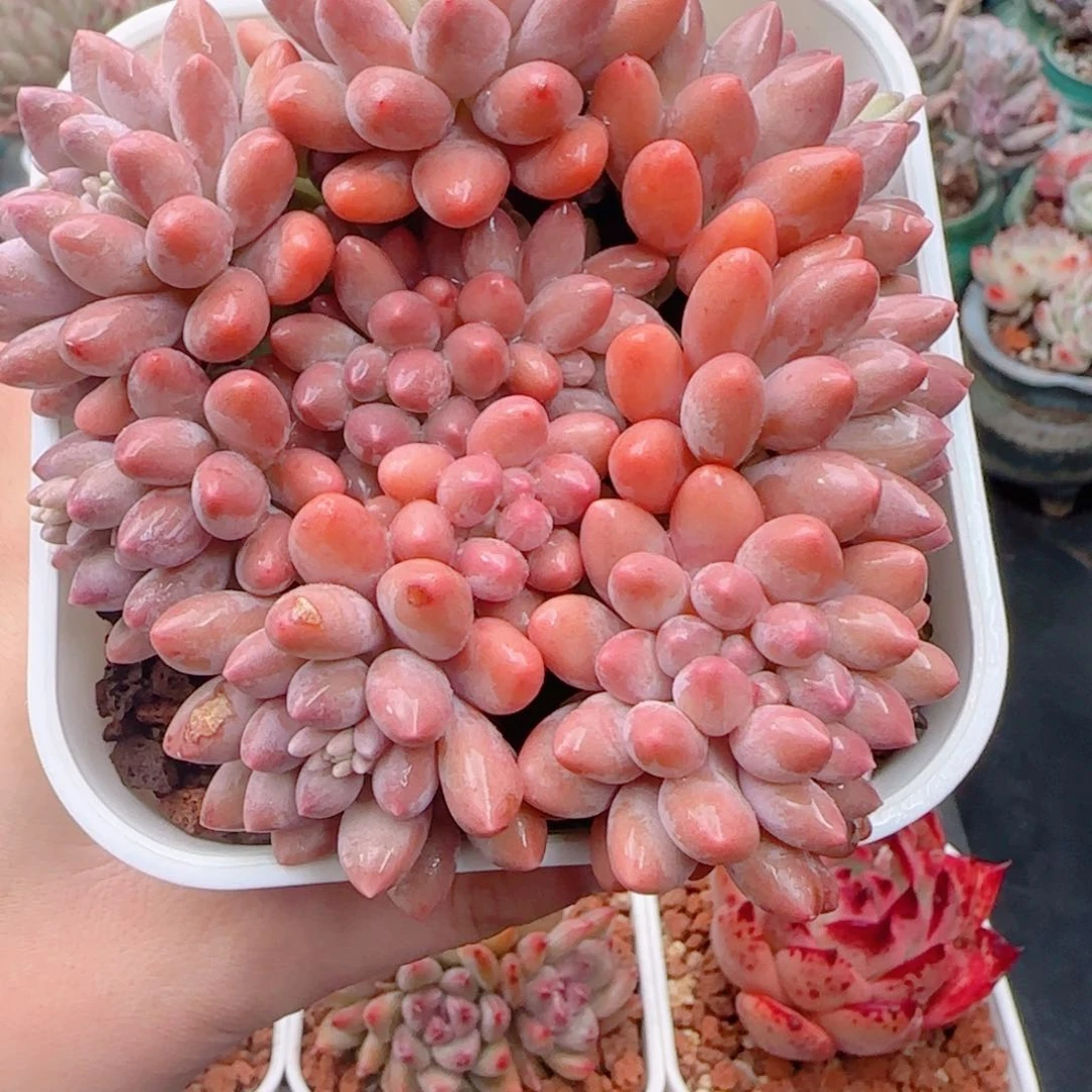 妞*熊多肉植物9225…………….