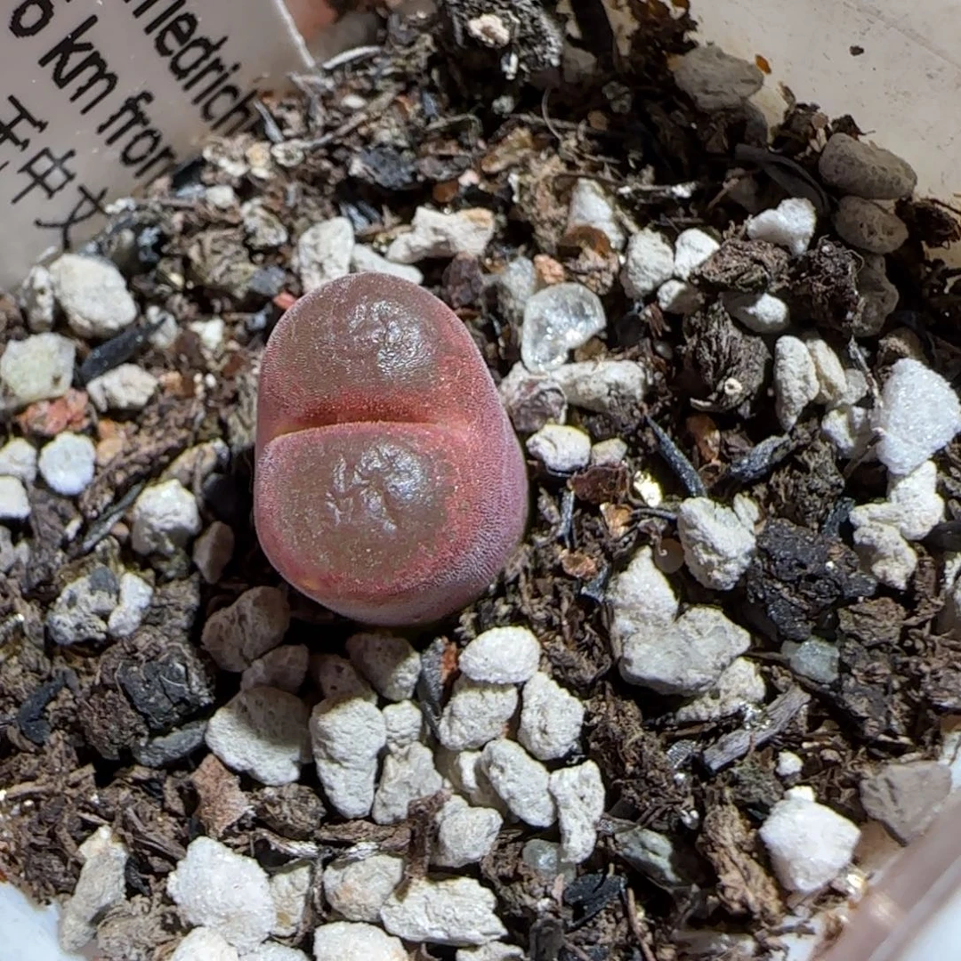 肉锥多肉植物组合-6km风铃1506