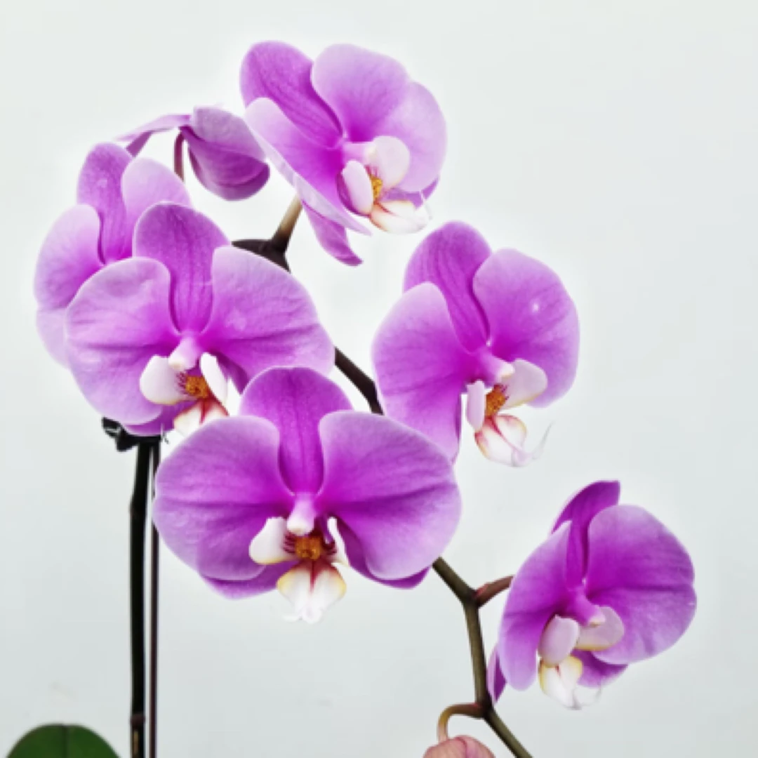 【大安娜蝴蝶兰】带花带花苞