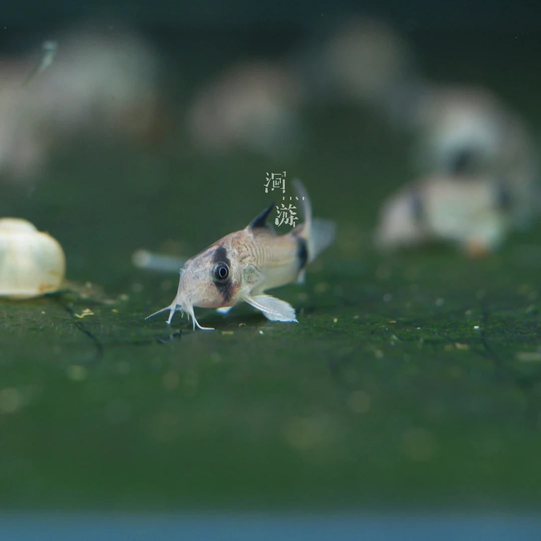 【洄游】熊猫鼠  鼠鱼南美热带观赏鱼小鱼混养定水检疫满100包邮