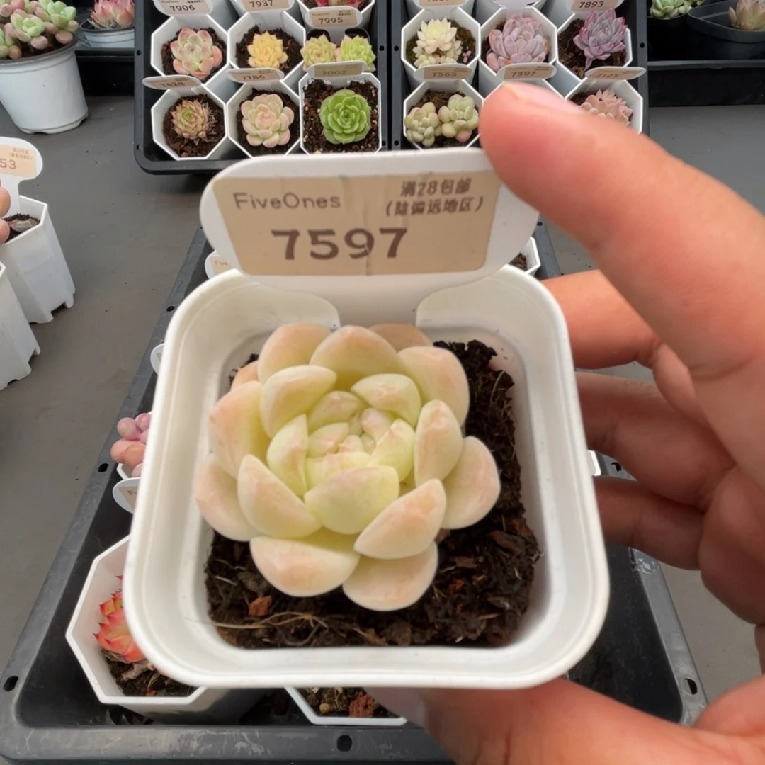 7597白桃汽水4.5厘米