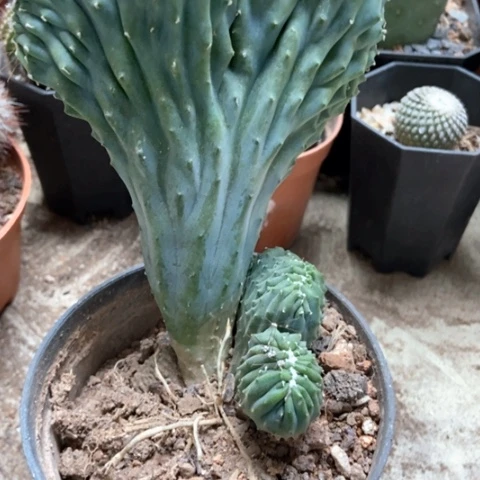 五指山仙人球8米仙人球