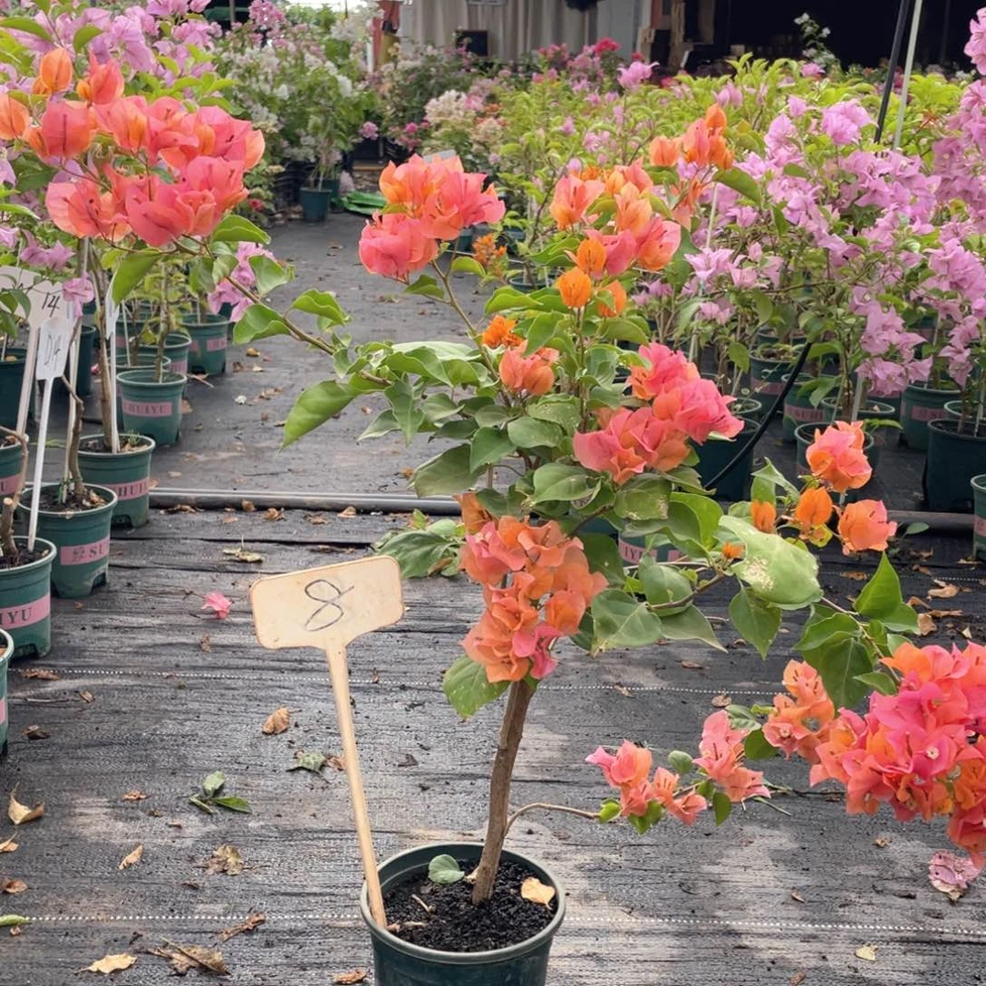 玉***儿大量花朵（建议范围：8朵-15朵 或40%以上）绿叶橙8