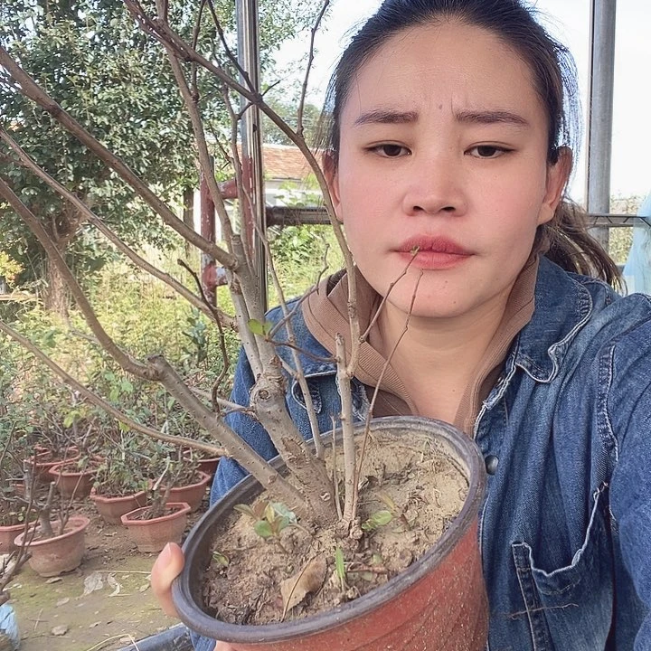 无花朵用****6漂亮的红牡丹海棠花
