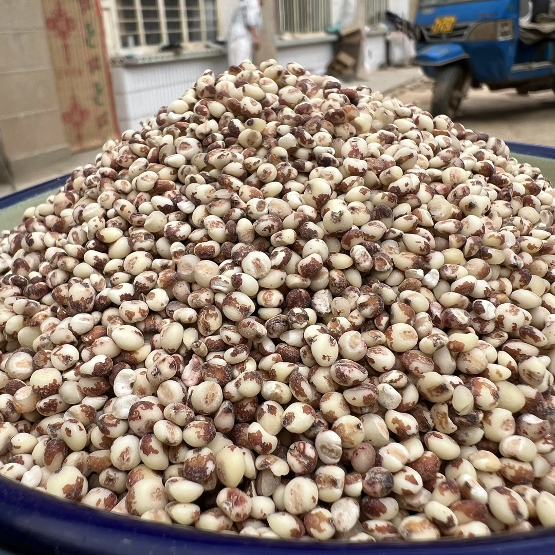 陕北农家山地  红高粱米