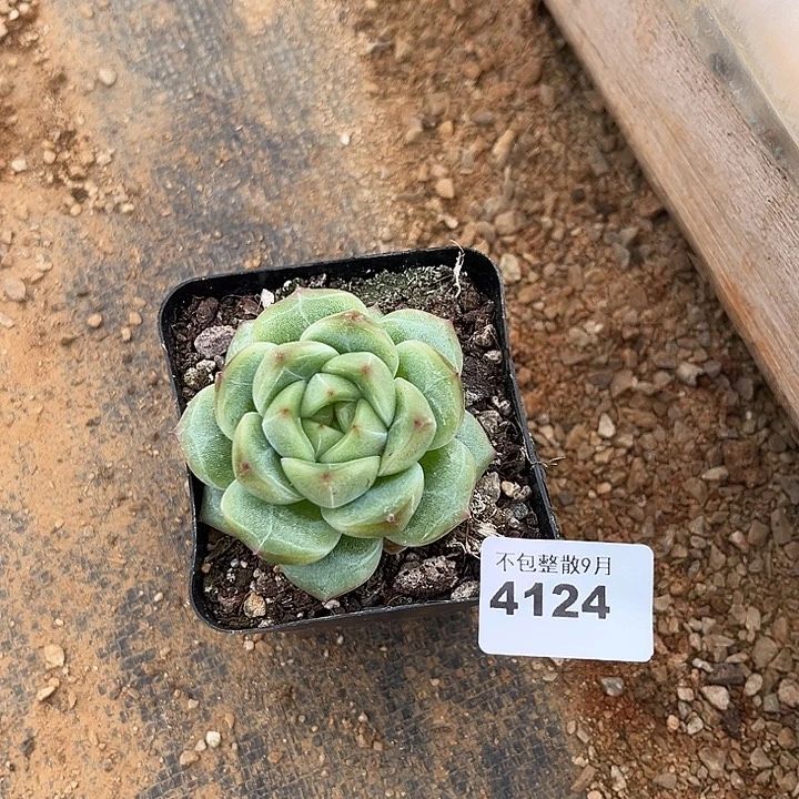 阿雅园艺。          4124
