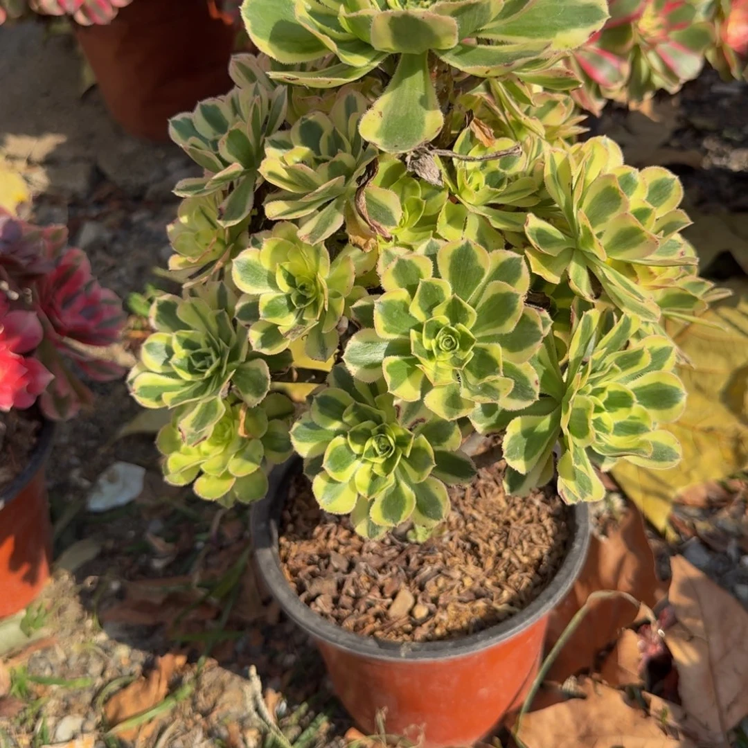 807保时捷。多肉植物