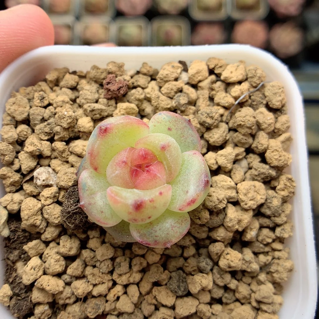 G137 ，20包邮两天凑单