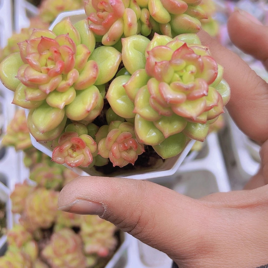 八角盆苹果花19包邮