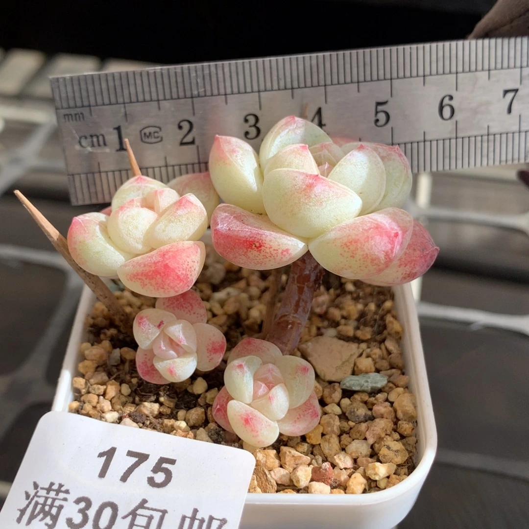 175。长腿冰玉四头小脸糖心。