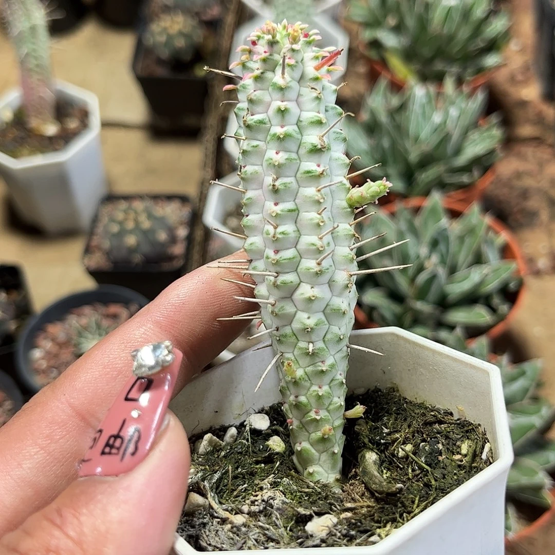 白桦麒麟单头发货单头发