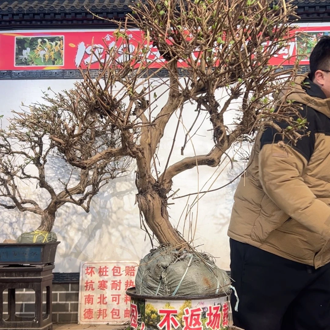 无花朵金银花588555588888888585