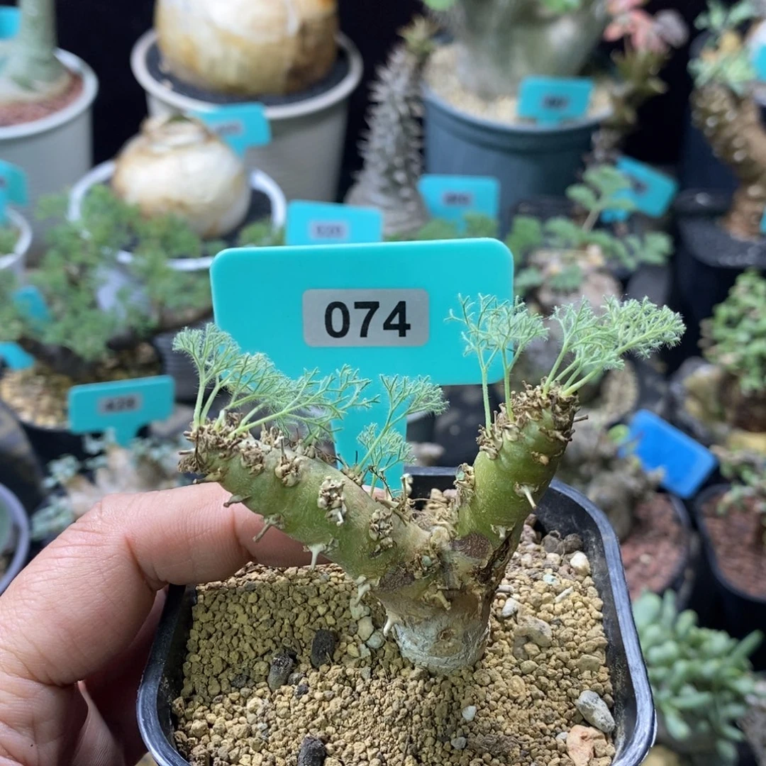 白皮越界多肉植物