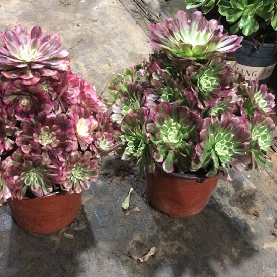 禹***晴无花朵122/123号两颗红铜白天合